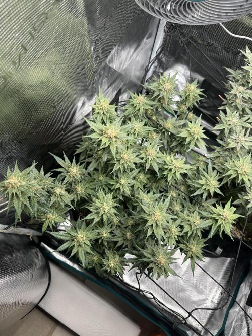 #1ST PHOTOS: SlushMintCake&SkywalkerHaze. Week 18 - Skywalker Top
