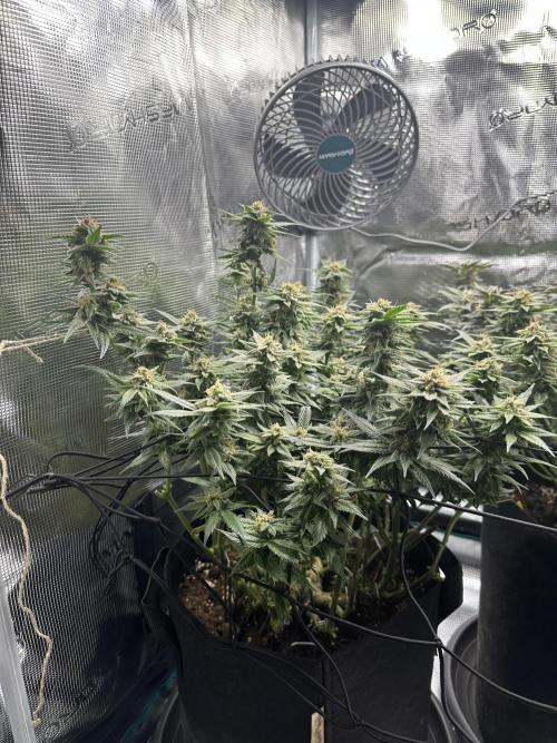 #1ST PHOTOS: SlushMintCake&SkywalkerHaze. Week 18 - Skywalker Side