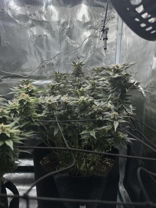 #1ST PHOTOS: SlushMintCake&SkywalkerHaze. Week 18 - SMC Side