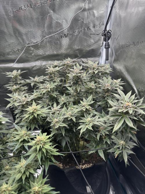 #1ST PHOTOS: SlushMintCake&SkywalkerHaze. Week 18 - SMC 45