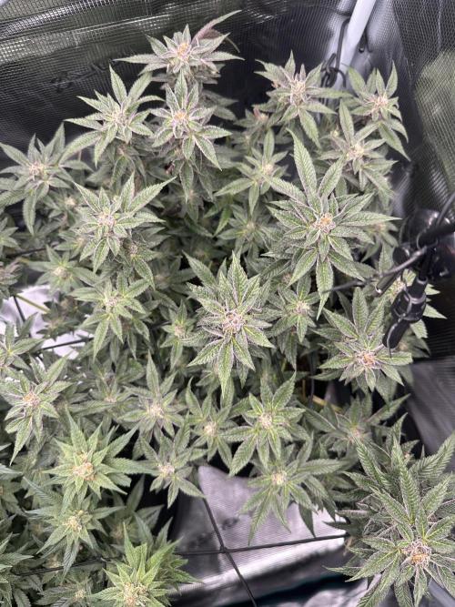 #1ST PHOTOS: SlushMintCake&SkywalkerHaze. Week 18 - SMC Top