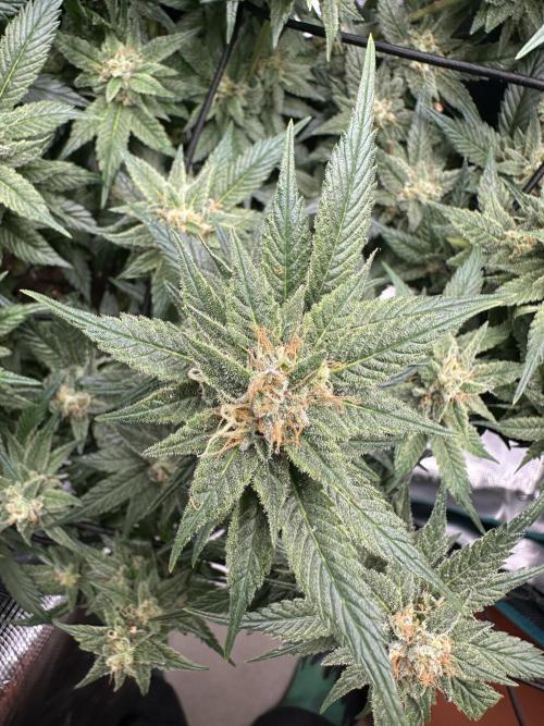 #1ST PHOTOS: SlushMintCake&SkywalkerHaze. Week 18 - Skywalker Detail