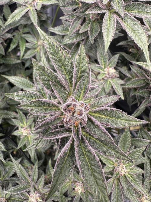 #1ST PHOTOS: SlushMintCake&SkywalkerHaze. Week 18 - SMC Detail