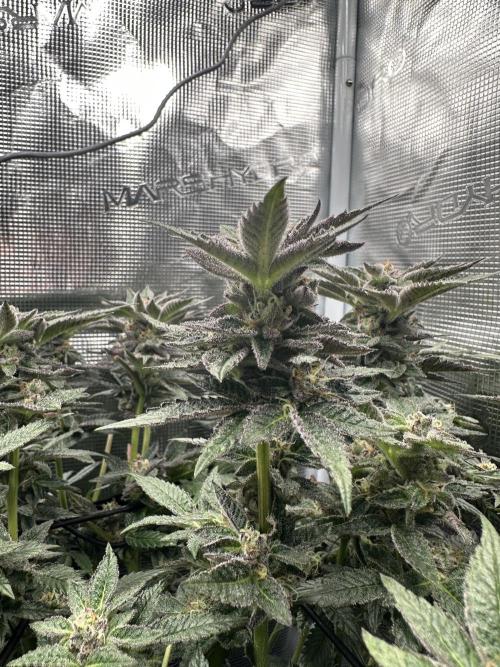 #1ST PHOTOS: SlushMintCake&SkywalkerHaze. Week 18 - SMC Detail II