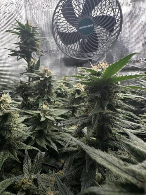 #1ST PHOTOS: SlushMintCake&SkywalkerHaze. Week 18 - Skywalker Detail II