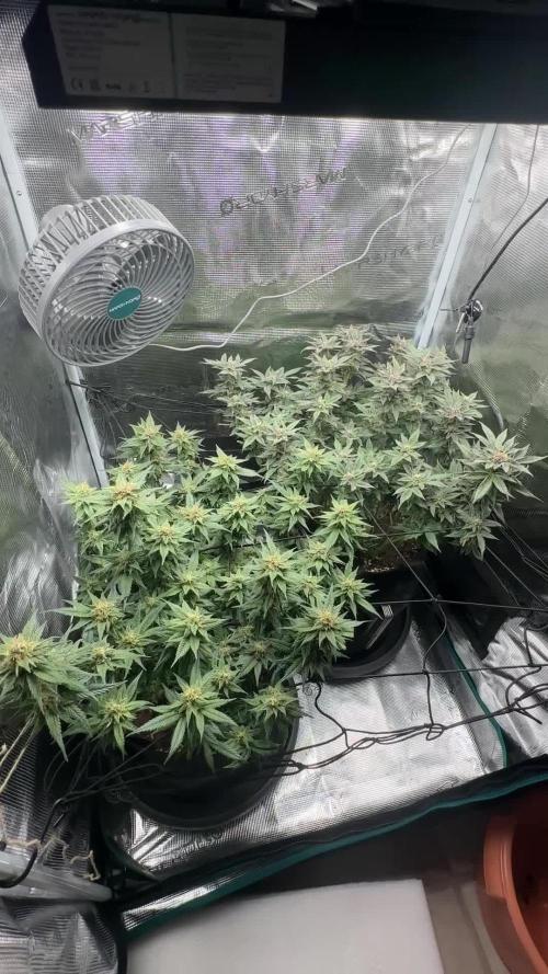 #1ST PHOTOS: SlushMintCake&SkywalkerHaze