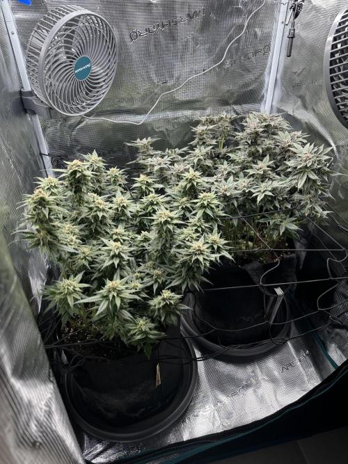 #1ST PHOTOS: SlushMintCake&SkywalkerHaze. Week 19 - Overview I