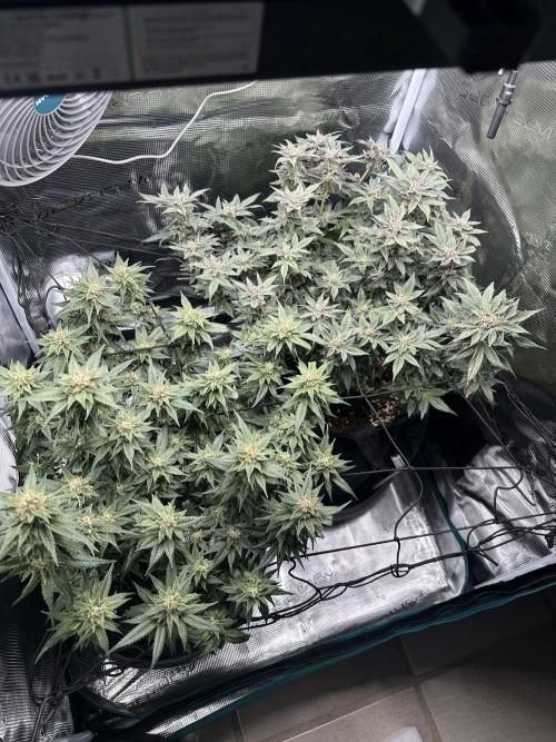 #1ST PHOTOS: SlushMintCake&SkywalkerHaze. Week 19 - Overview II
