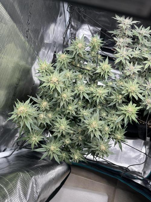#1ST PHOTOS: SlushMintCake&SkywalkerHaze. Week 19 - Skywalker Top