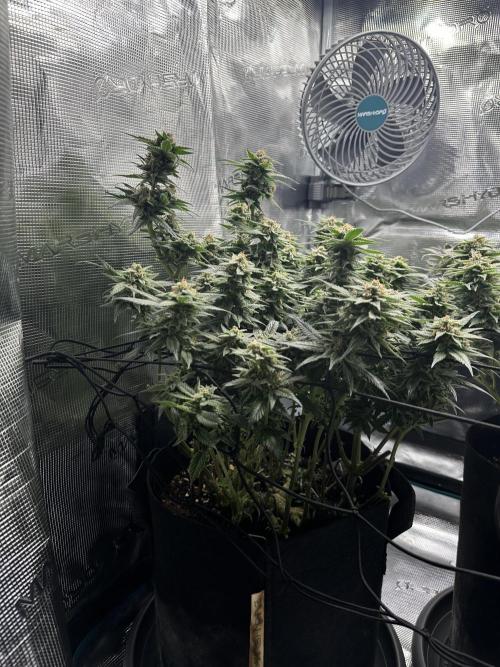 #1ST PHOTOS: SlushMintCake&SkywalkerHaze. Week 19 - Skywalker Side