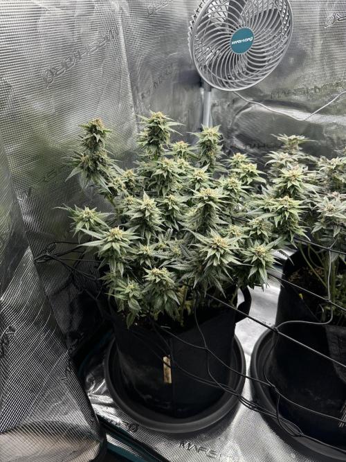 #1ST PHOTOS: SlushMintCake&SkywalkerHaze. Week 19 - Skywalker 45