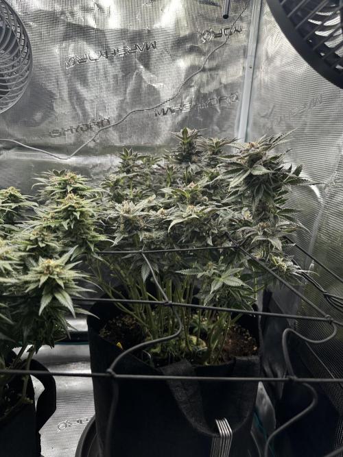 #1ST PHOTOS: SlushMintCake&SkywalkerHaze. Week 19 - Slush Mint Cake Side