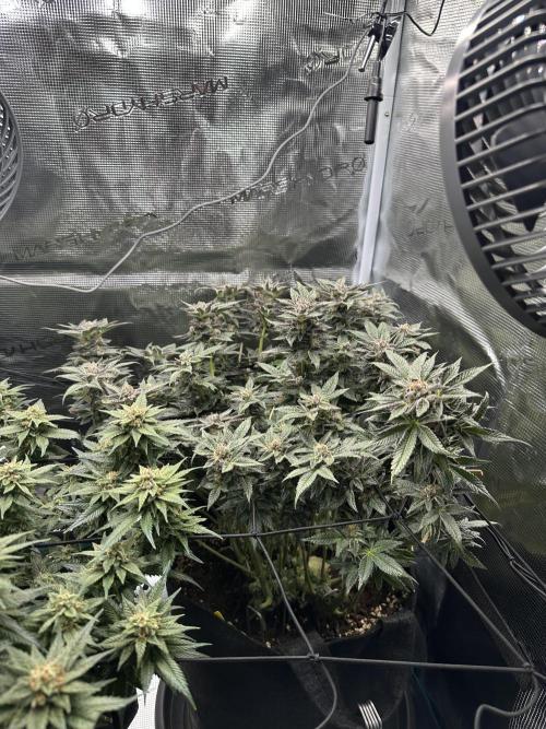 #1ST PHOTOS: SlushMintCake&SkywalkerHaze. Week 19 - Slush Mint Cake 45