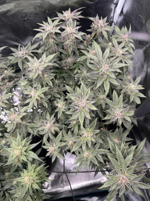 #1ST PHOTOS: SlushMintCake&SkywalkerHaze. Week 19 - Slush Mint Cake Top