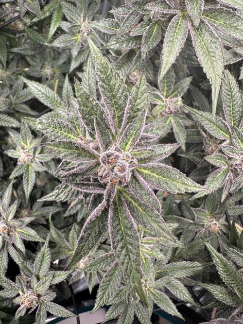 #1ST PHOTOS: SlushMintCake&SkywalkerHaze. Week 19 - Slush Mint Cake Detail I 