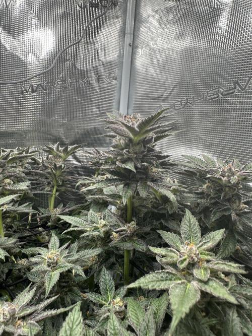 #1ST PHOTOS: SlushMintCake&SkywalkerHaze. Week 19 - Slush Mint Cake Detail II
