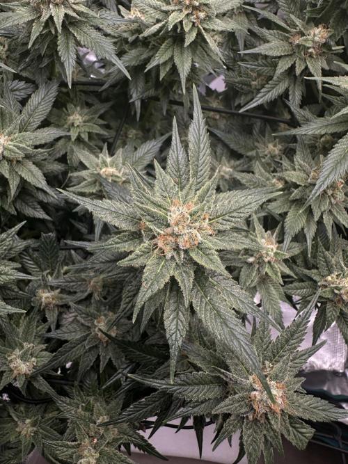 #1ST PHOTOS: SlushMintCake&SkywalkerHaze. Week 19 - Skywalker Detail I