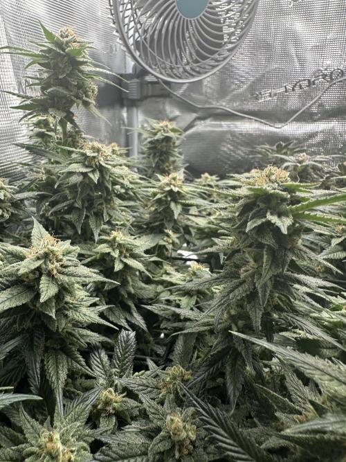 #1ST PHOTOS: SlushMintCake&SkywalkerHaze. Week 19 - Skywalker Detail II