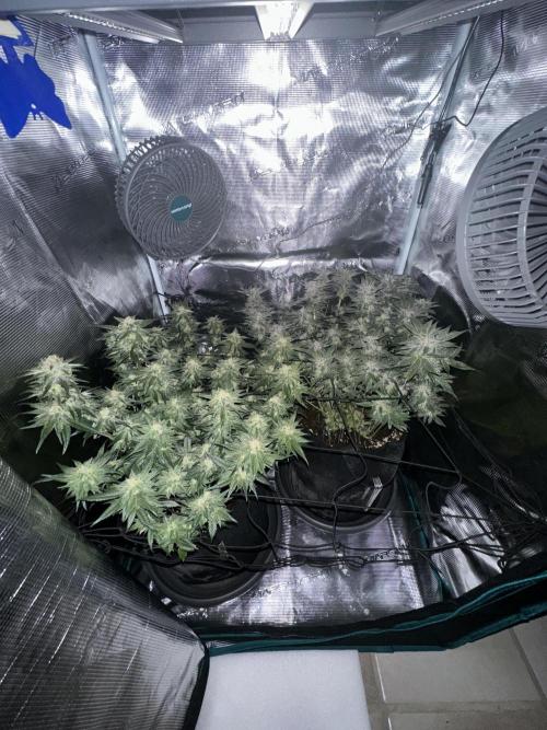#1ST PHOTOS: SlushMintCake&SkywalkerHaze. Week 19 - Frost