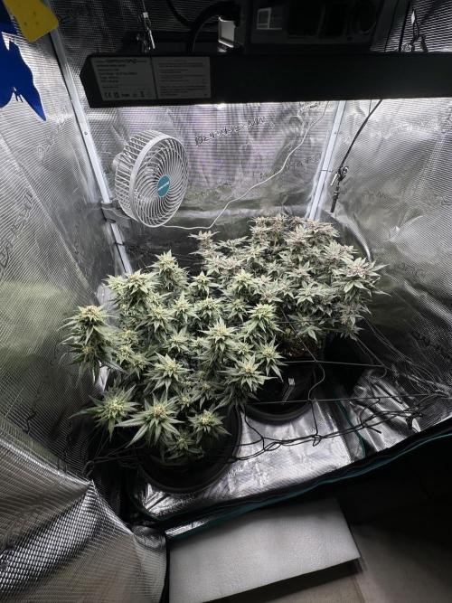 #1ST PHOTOS: SlushMintCake&SkywalkerHaze. Week 20 - Overview (L: Skywalker, R: SMC)