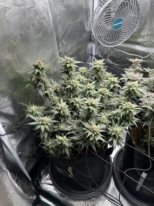 #1ST PHOTOS: SlushMintCake&SkywalkerHaze. Week 20 - Skywalker 45