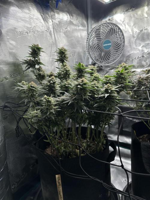 #1ST PHOTOS: SlushMintCake&SkywalkerHaze. Week 20 - Skywalker Side