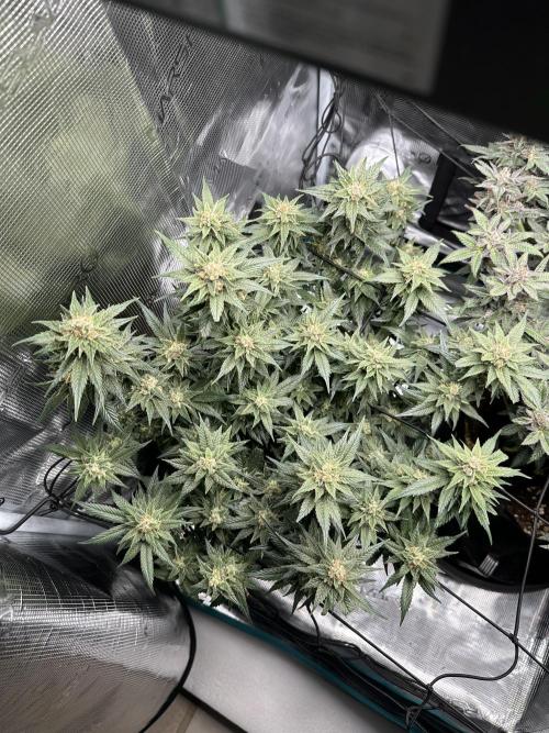 #1ST PHOTOS: SlushMintCake&SkywalkerHaze. Week 20 - Skywalker Top