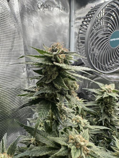 #1ST PHOTOS: SlushMintCake&SkywalkerHaze. Week 20 - Skywalker Detail I