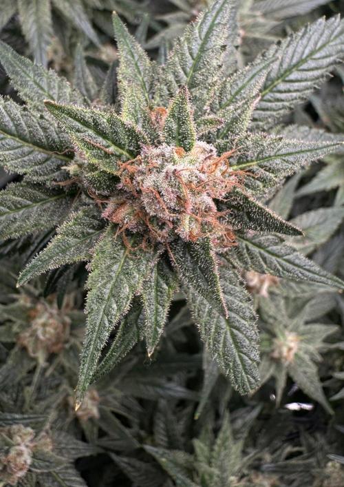 #1ST PHOTOS: SlushMintCake&SkywalkerHaze. Week 20 - Skywalker Detail II