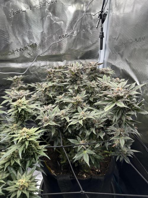 #1ST PHOTOS: SlushMintCake&SkywalkerHaze. Week 20 - SMC 45