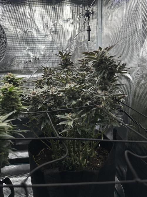 #1ST PHOTOS: SlushMintCake&SkywalkerHaze. Week 20 - SMC Side