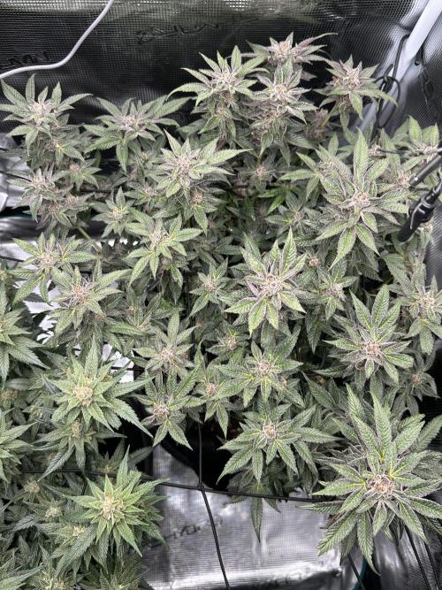 #1ST PHOTOS: SlushMintCake&SkywalkerHaze. Week 20 - SMC Top