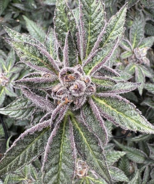 #1ST PHOTOS: SlushMintCake&SkywalkerHaze. Week 20 - SMC Detail II