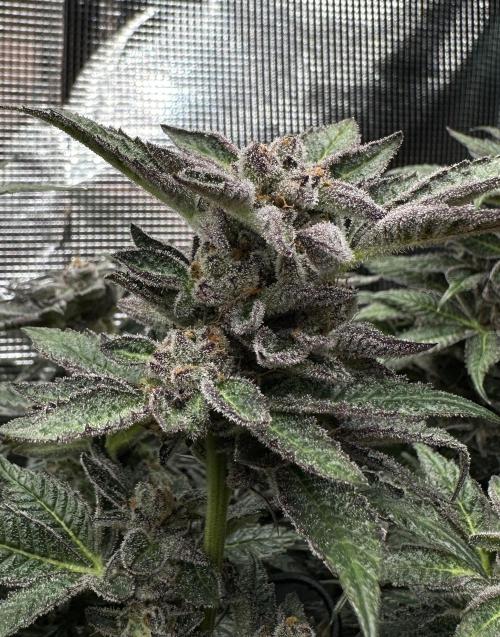 #1ST PHOTOS: SlushMintCake&SkywalkerHaze. Week 20 - SMC Detail I