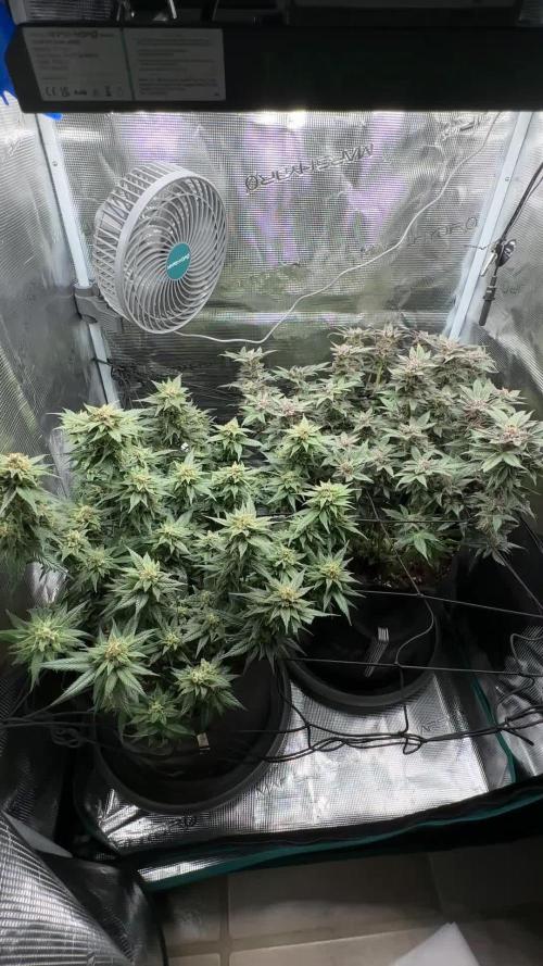#1ST PHOTOS: SlushMintCake&SkywalkerHaze