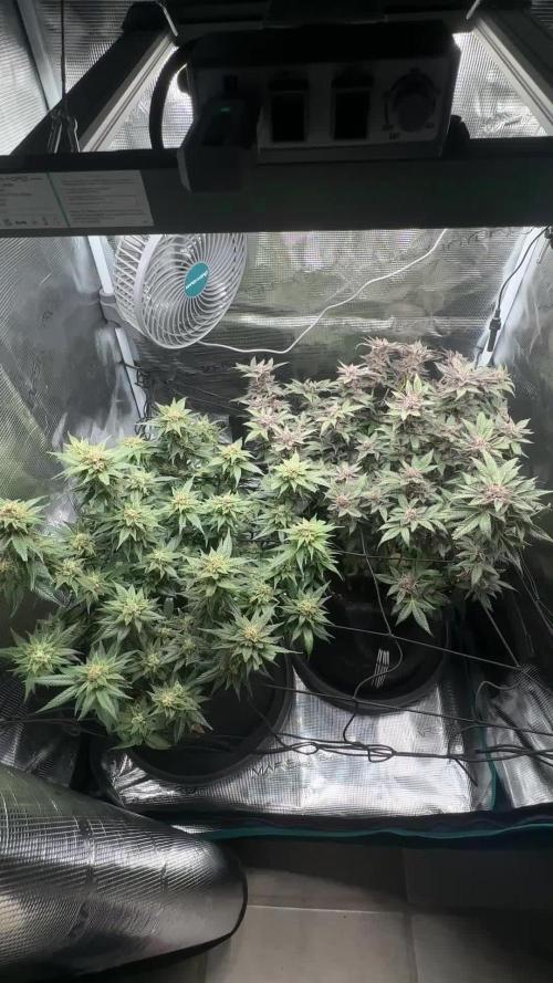 #1ST PHOTOS: SlushMintCake&SkywalkerHaze