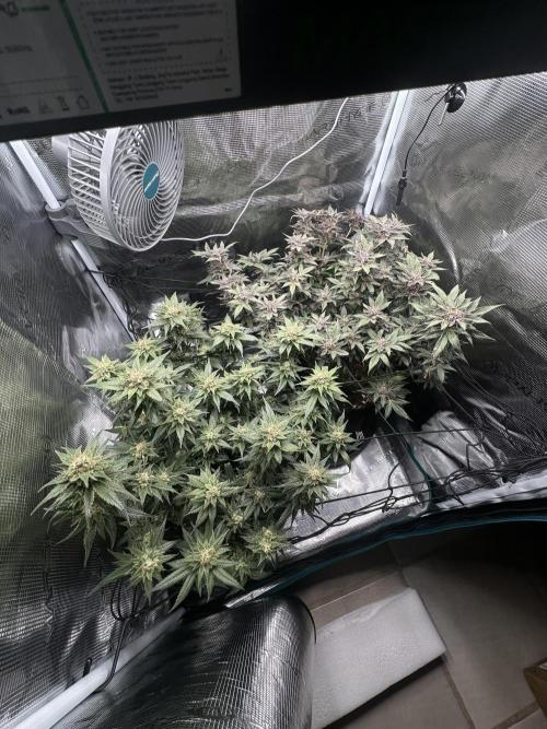 #1ST PHOTOS: SlushMintCake&SkywalkerHaze. Week 21 - Overview