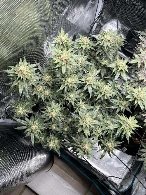 #1ST PHOTOS: SlushMintCake&SkywalkerHaze. Week 21 - Skywalker Top