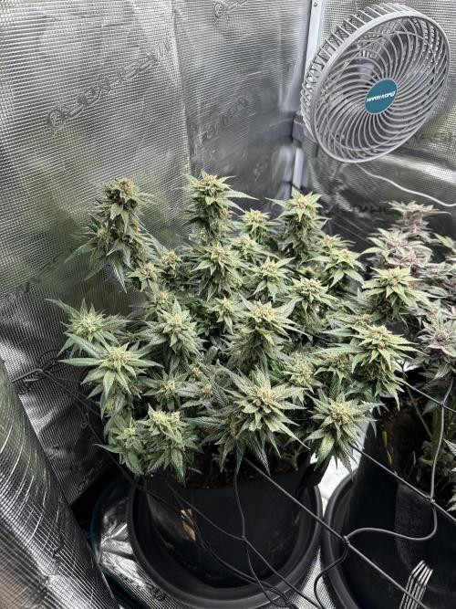 #1ST PHOTOS: SlushMintCake&SkywalkerHaze. Week 21 - Skywalker 45