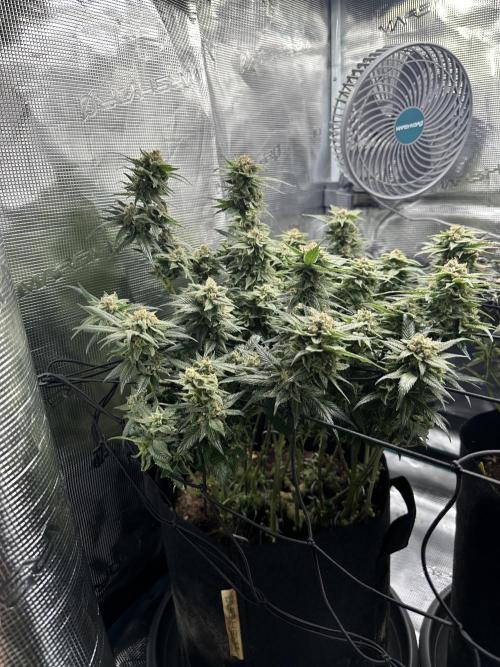 #1ST PHOTOS: SlushMintCake&SkywalkerHaze. Week 21 - Skywalker Side