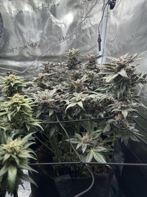 #1ST PHOTOS: SlushMintCake&SkywalkerHaze. Week 21 - SMC Side