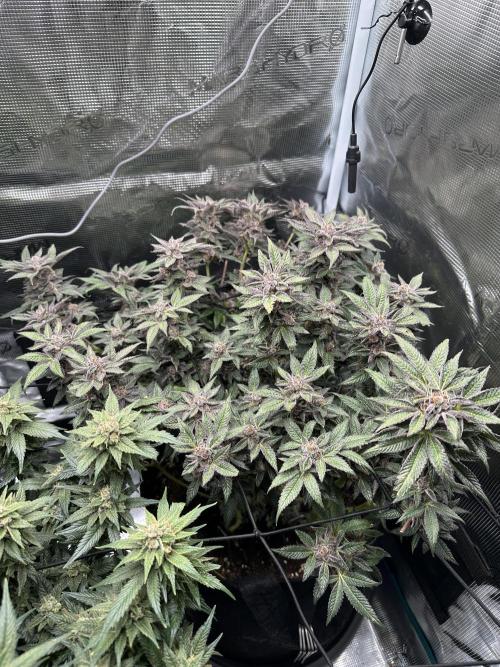 #1ST PHOTOS: SlushMintCake&SkywalkerHaze. Week 21 - SMC 45