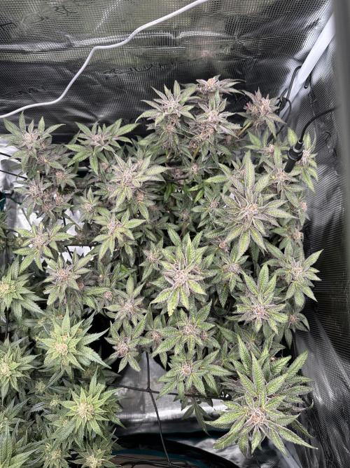 #1ST PHOTOS: SlushMintCake&SkywalkerHaze. Week 21 - SMC Top
