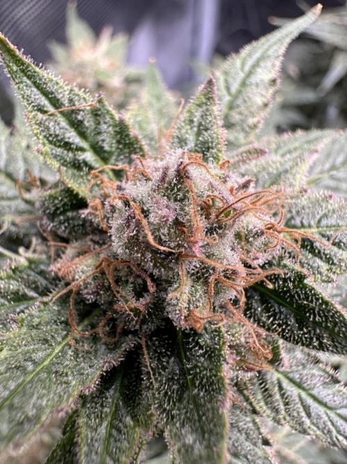 #1ST PHOTOS: SlushMintCake&SkywalkerHaze. Week 21 - Skywalker top bud