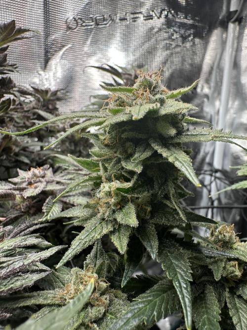 #1ST PHOTOS: SlushMintCake&SkywalkerHaze. Week 21 - Skywalker density