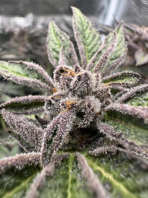 #1ST PHOTOS: SlushMintCake&SkywalkerHaze. Week 21 - SMC top bud I