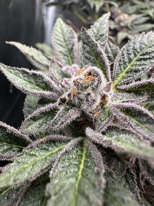 #1ST PHOTOS: SlushMintCake&SkywalkerHaze. Week 21 - SMC top bud II
