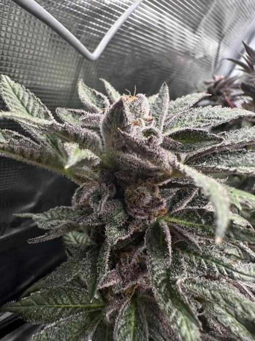 #1ST PHOTOS: SlushMintCake&SkywalkerHaze. Week 21 - SMC top bud I