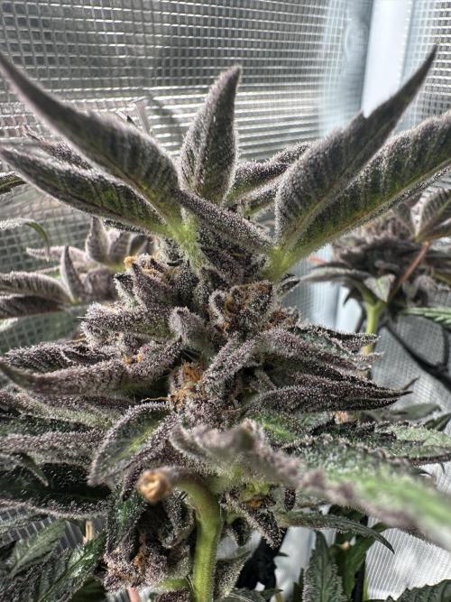 #1ST PHOTOS: SlushMintCake&SkywalkerHaze. Week 21 - SMC top bud II