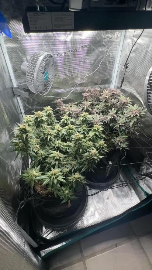 #1ST PHOTOS: SlushMintCake&SkywalkerHaze